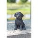 thumbnail image 2 of Estatua negra de cachorro de labrador Hi-Line Gift Ltd, poliresina, 2 of 2
