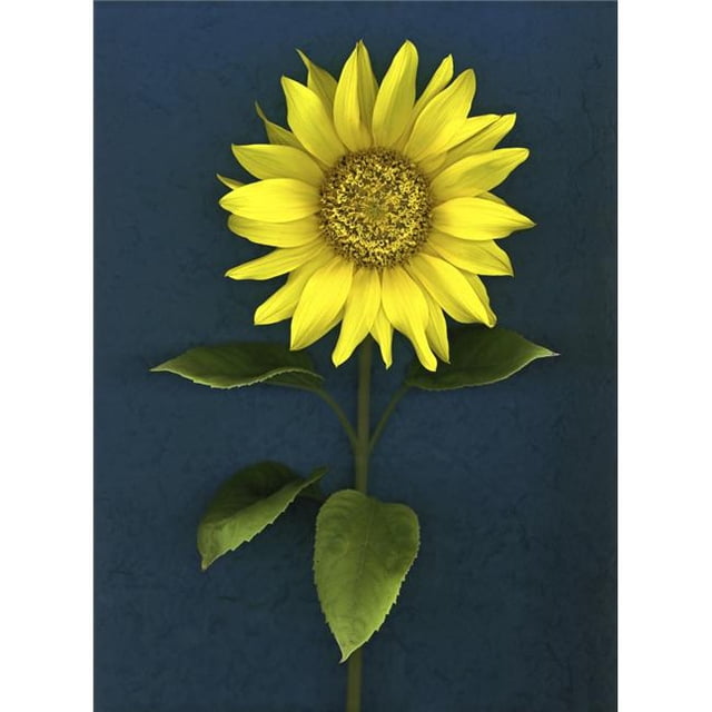 Sunflower Poster Print by Deddeda, 24 x 32 - Large