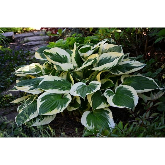 Minuteman Hosta Root for Planting 5 Roots