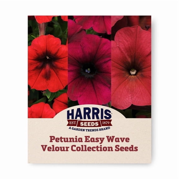 Harris Seeds - Petunia Easy Wave Velour Collection Seeds - 75 Seeds