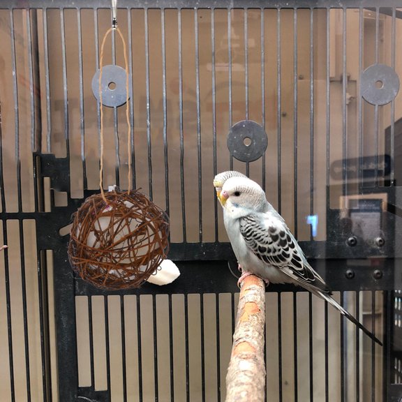 ETEREAUTY 2-Pack Pet Toy Bird for Cage Decoration and Chewing, Lightweight Material for Small Pets