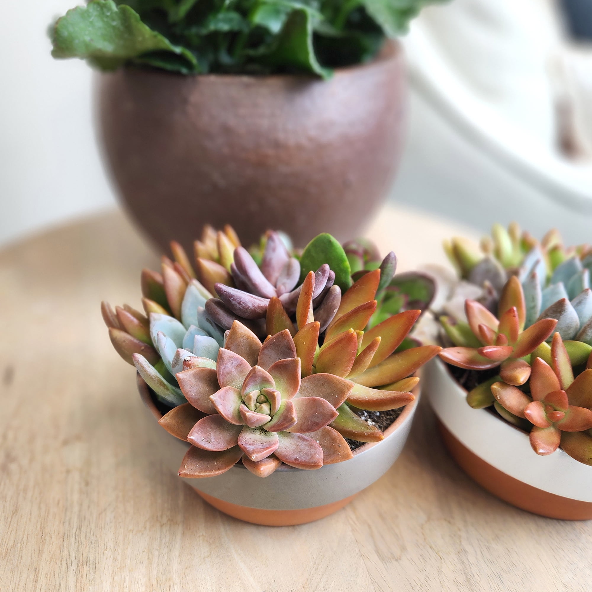 Element Plants Live Succulents Garden Decor, 5" Taupe & Clay Plant Gift, Easy Live Plants, Full Sun