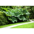 thumbnail image 4 of 10 GUNNERA MANICATA 6' Leaves! Giant Rhubarb Dinosaur Plant Moist Shade Red Flower Seeds, 4 of 10
