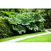 10 GUNNERA MANICATA 6 Leaves! Giant Rhubarb Dinosaur Plant Moist Shade Red Flower Seeds