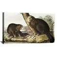 thumbnail image 1 of John James Audubon Painting American Beaver By Audubon Canvas Art Birds Framed Wall Art, 1 of 7