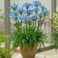 thumbnail image 2 of Twister Agapanthus Flowering Bare Root Starter Perennial Plants (3-Pack), 2 of 3