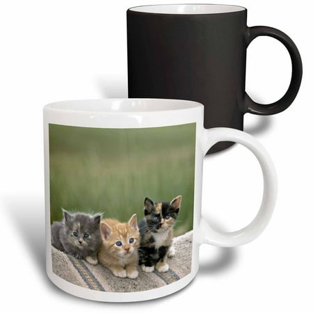 

Colorado Divide. Barn kittens Cats - US06 BJA0186 - Jaynes Gallery 11oz Magic Transforming Mug mug-88867-3