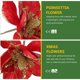 thumbnail image 3 of unbranded 4Ud Adornos De Flores Poinsettia De Tela Para Decorar Árbol Y Florero En, 3 of 6
