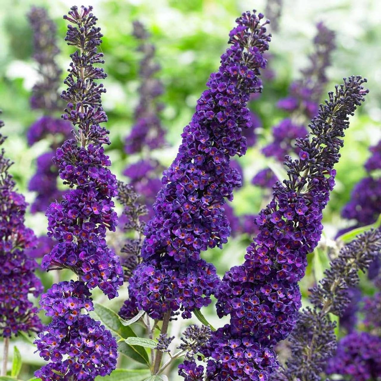 Buddleia Black Knight 3 Live Plants Fragrant Butterfly Bush, Attracts Butterflies & Hummingbirds, Drought Tolerant Flowering Shrub