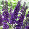 thumbnail image 5 of Buddleia Black Knight 3 Live Plants Fragrant Butterfly Bush, Attracts Butterflies & Hummingbirds, Drought Tolerant Flowering Shrub, 5 of 7