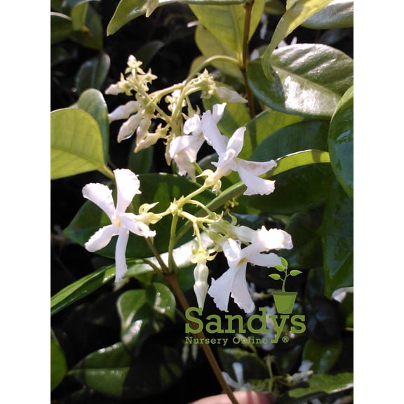 Jasmine Confederate, White Flower Shrub, Starter Plant,