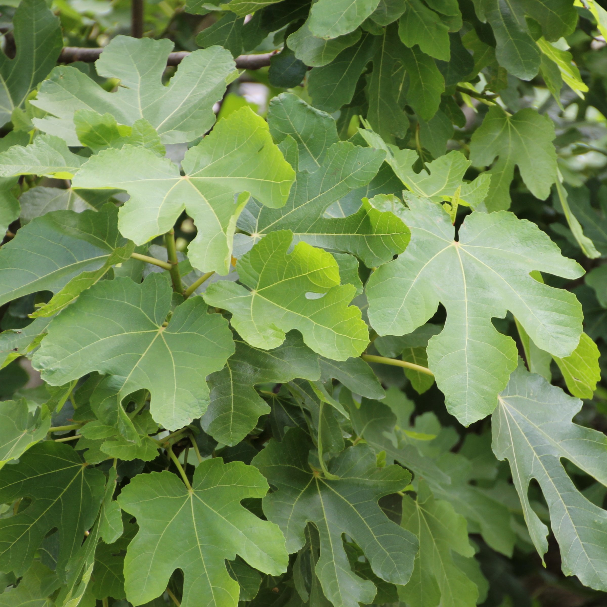 1 gal. Fig Black Mission Live Perennial with Full Sunlight