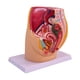 thumbnail image 5 of Modelo de anatomía reproductiva de la pelvis: investigación realista, educación científica detallada Femenino, 5 of 9