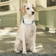 thumbnail image 4 of Pimaodog Collar De Perro Martingale Con Cadena De Acero Inox, 4 of 4