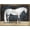 Unframed, variant on Art.com Equestrian Studies V Art Print by Naomi McCavitt, 16" x 12"