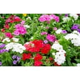 thumbnail image 6 of 100 Mixed Colors DRUMMOND PHLOX MIX Pink, Red, & White Phlox Drummondii Flower Seeds, 6 of 11