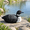 Black Loon, variant on Fire Hydrant For Dogs To Pee On Dog Outdoor Yard Decor