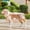 Orange, variant on Transparent Dog Raincoat for Large Dogs Golden Retriever Labrador Waterproof Rain Jacket with Reflective Strips Outdoor Pet Clothes Green XS