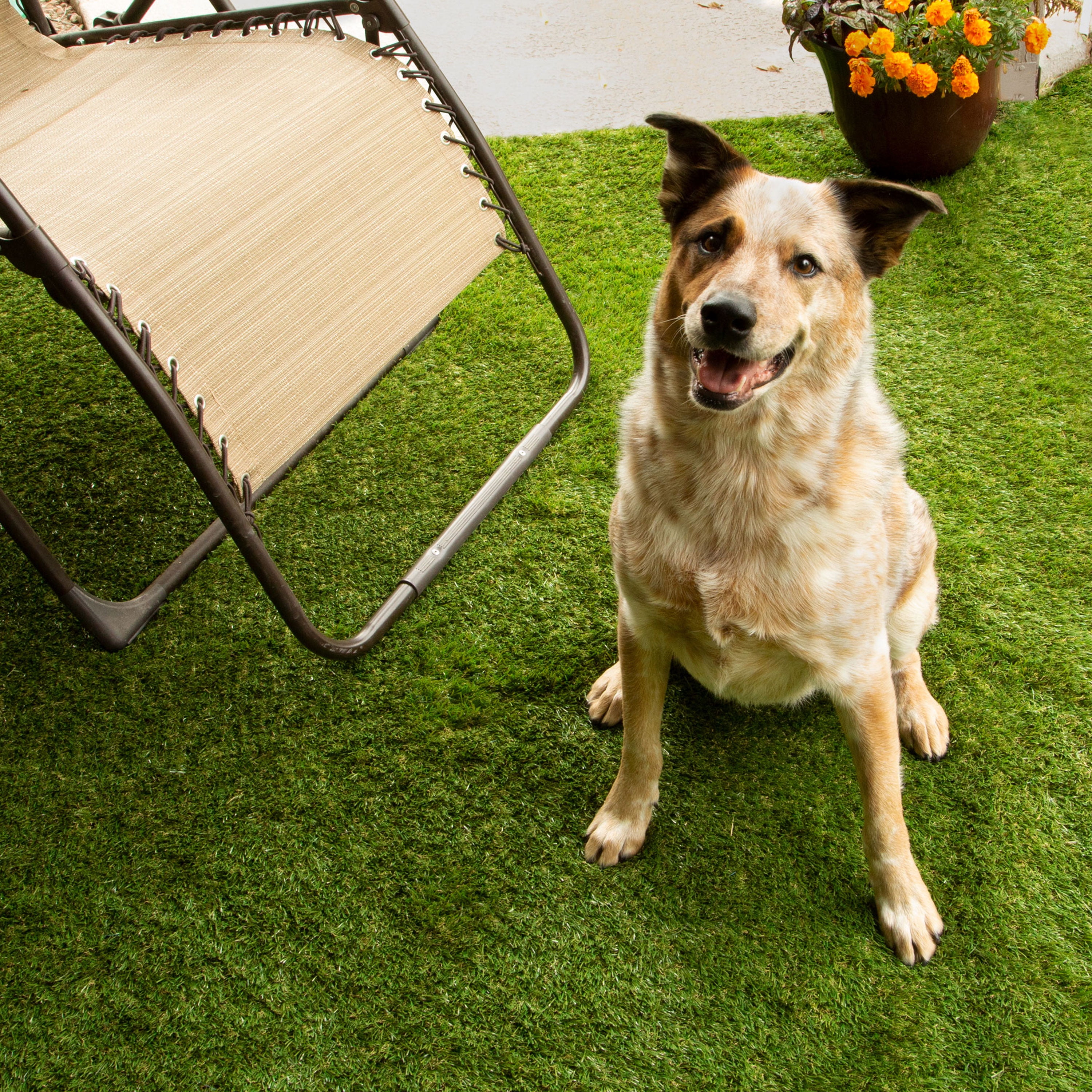 Flooring Inc Del Mar Turf Rolls 3 X3 Sample Artificial Grass