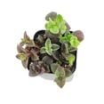 thumbnail image 5 of Calico Kitten Crassula (6"+ Clay Pot) - Live Easy to Care Succulent - Adorable Succulent Gift Idea - Healthy Succulent, 5 of 10