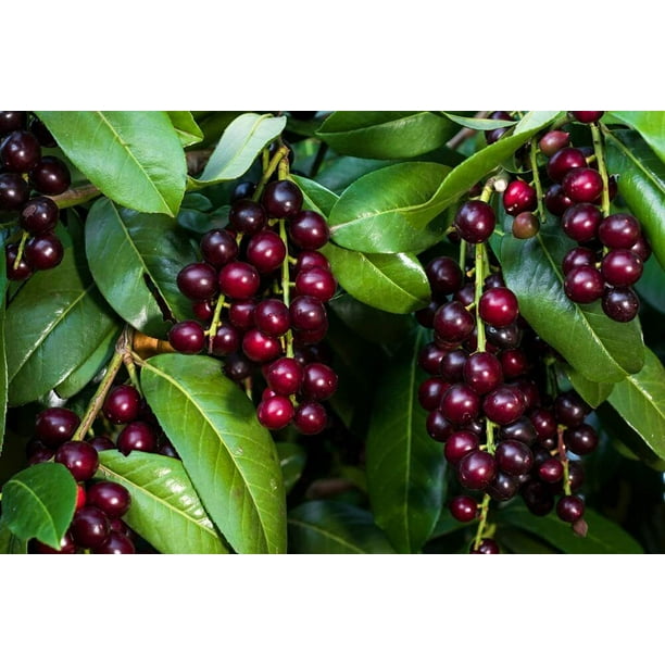 25 Black Cherry Prunus Serotina Tree Seeds to Grow Cherry Trees