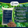 thumbnail image 3 of Supply Solutions Muriate of Potash 0-0-60 Fertilizer, High Potassium Fertilizer, Potassium for Plants, Ideal Plant Food & Potash for Plants - For Lush Crops, Blooms, Acidic Plants (50lbs), 3 of 9
