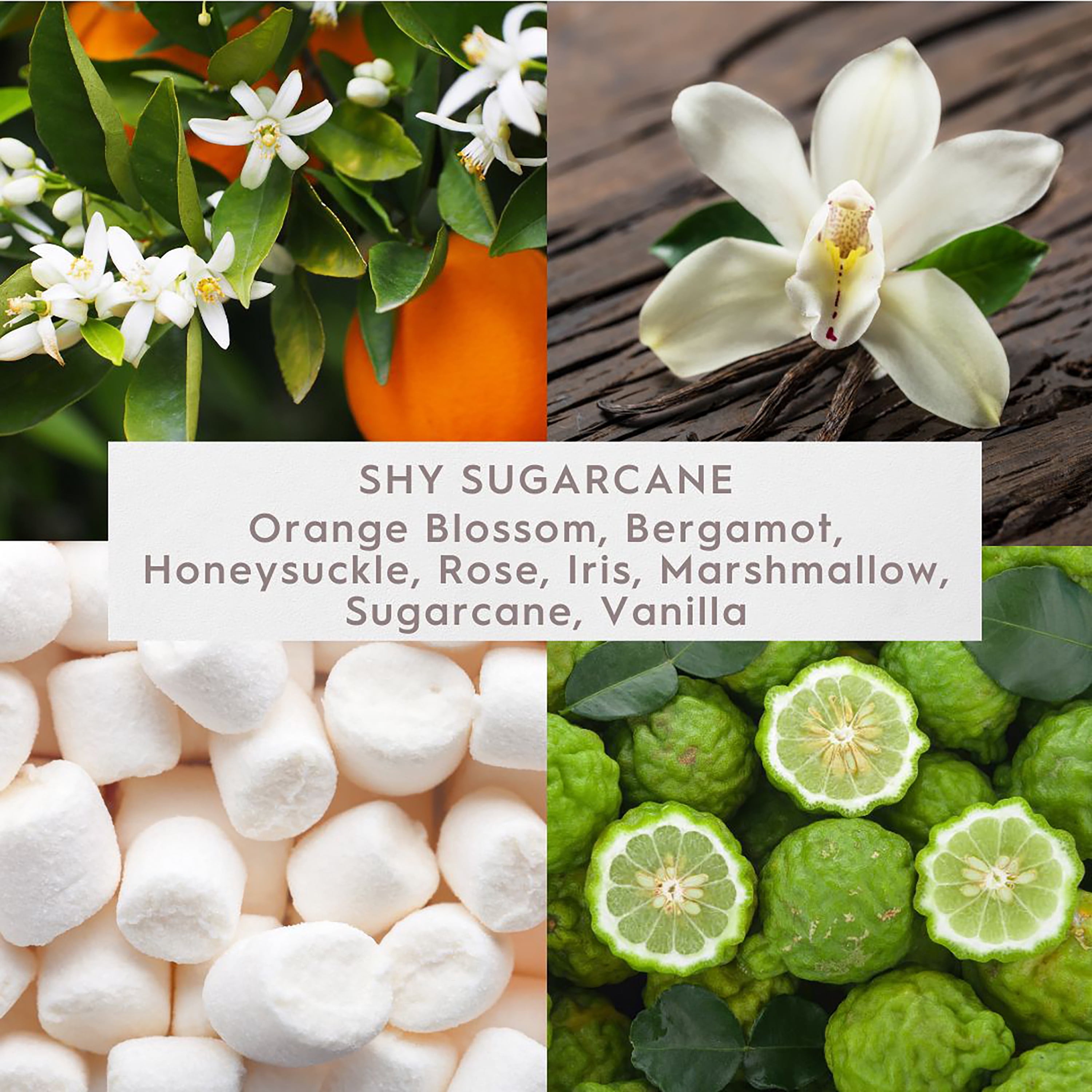 Better Homes & Gardens Fine Fragrance Collection Shy Sugarcane Scented 2-Wick Jar Candle, 16 oz