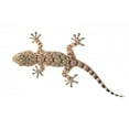 thumbnail image 2 of Brown Spotted Gecko Reptile Wall Decal by Wallmonkeys Peel and Stick Graphic (24 in W x 16 in H) WM158058, 2 of 4