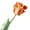 Dark Orange, variant on Grandest Birch 3PCS Artificial Flower Vivid Decorative 68cm 3D Parrot Tulip Real Touch Fake Flower Decor for Home,Dark Orange
