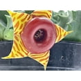 thumbnail image 6 of BubbleBlooms Huernia Zebrina Lifesaver, Confusa Phillips, Starfish Stapelia Plant- 4 Inch Pot, 6 of 9