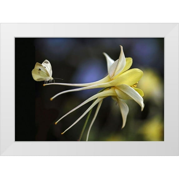 Cseresnjes, Anna 24x18 White Modern Wood Framed Museum Art Print Titled - Akelei