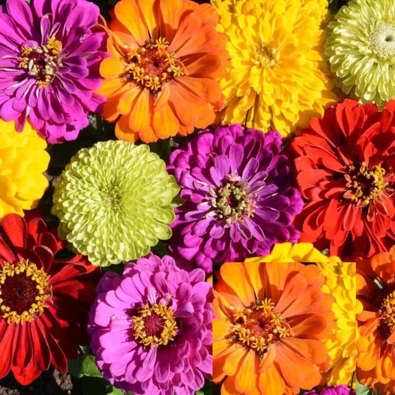 Landscaper's Pack Bulk ZINNIAS TALL Mix 500 Seeds - Mother Nature's Seeds - Wildflower Seeds - Flower Seeds for Planting - Non-GMO