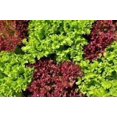 thumbnail image 1 of GSDWIUEW Green Oakleaf and Red Oakleaf Combo Lettuce Seeds-2000+ All Heirloom Seeds, 1 of 5