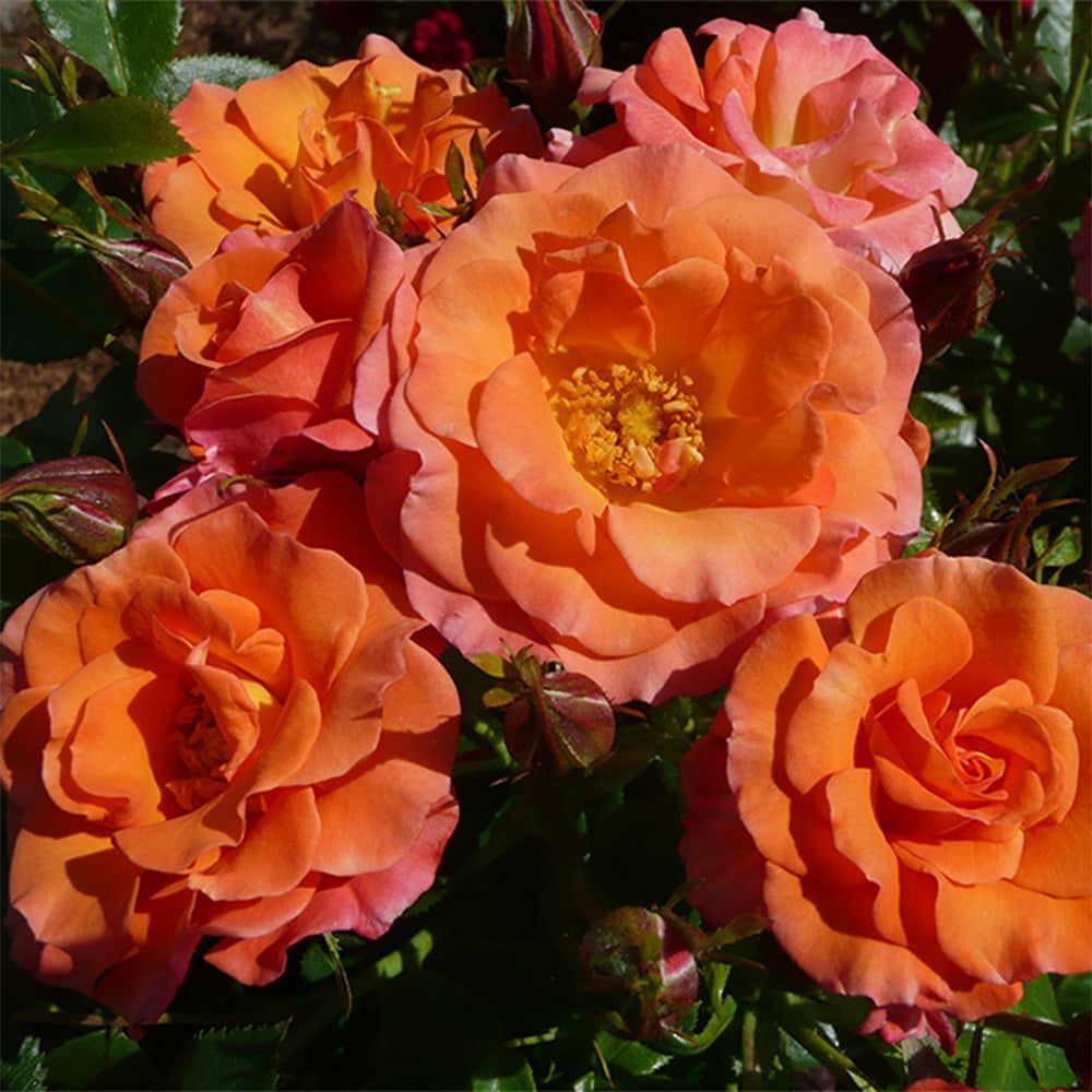 Heirloom Roses Orange Rose Plant Old John™ Floribunda Flowers For