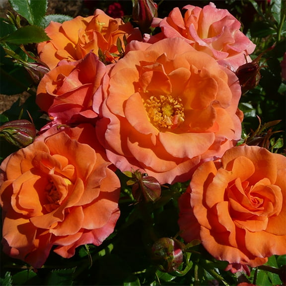 Heirloom Roses 12-15" Orange Rose Live Plants