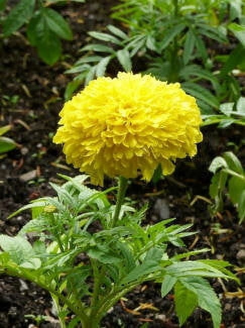Tagetes Wild Crafted Essential Oil 10 ml (1/3 fl oz) - 100% Pure and Natural by Silky Scents
