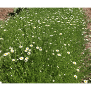 R. Terra Chamomile Herbal Supplement, 1 oz - 27 ml