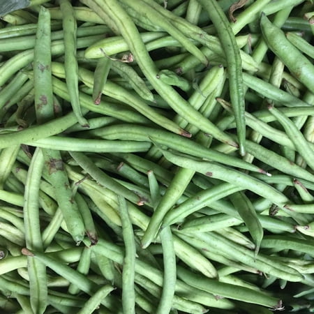 Stringless Green Pod Bush Bean Seeds (Burpee) - 1 Lb - Non-GMO, Heirloom Green Snap Bean Seeds - Vegetable Garden