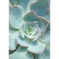 thumbnail image 3 of Bryant, Susan 18x24 Black Modern Framed Museum Art Print Titled - Teal Succulent Vertical, 3 of 5