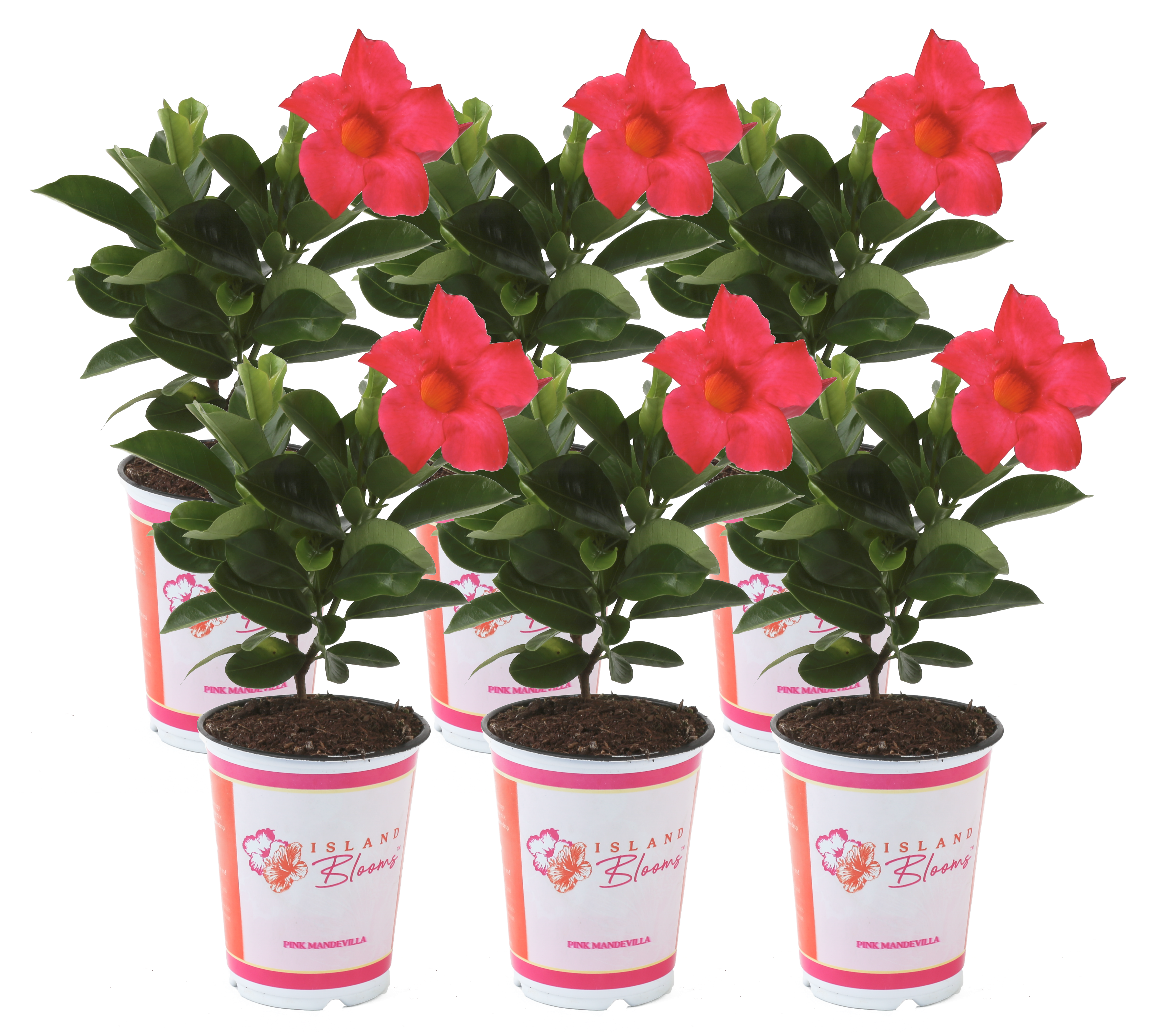 Costa Farms Live Outdoor 1qt Mandevilla 6 Pack Walmart Com Walmart Com
