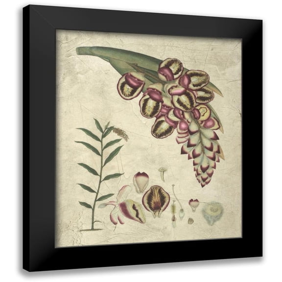 Vision Studio 12x14 Black Modern Framed Museum Art Print Titled - Aubergine Florals II