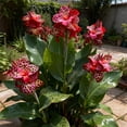 thumbnail image 2 of Canna, Low Maintenance - Easy Grow - Ideal for Beds Borders, Plant Pots & Planters, 2 of 4