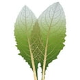 thumbnail image 3 of Koetsier, Albert 15x15 Black Modern Framed Museum Art Print Titled - Golden Artichoke, 3 of 5