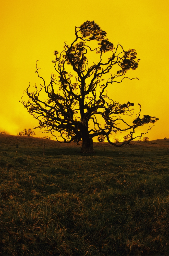 Hawaii, Big Island, Mauna Kea, Silhouette Of Koa Tree At Sunset. Poster