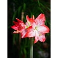 thumbnail image 4 of GSDWIUEW Double Amaryllis Bulbs for Fall Planting Large Hippeastrum Perennial Flowers Bulbs Size 10-11 Inch Perfect for Garden, Gift with Wrapping and Planting Instruction (1, Flaming Peacock), 4 of 5