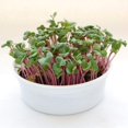thumbnail image 2 of Kit de cultivo Microgreens Mountain Valley Radish Organic, 2 of 7