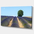 thumbnail image 2 of Beautiful Rows of Lavender in France - Landscape Canvas Wall Art, 2 of 3