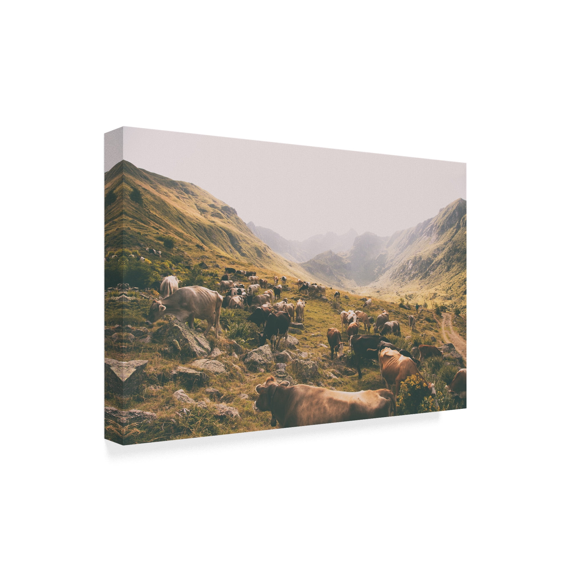 Trademark Fine Art 'In the Valley Cows' Canvas Art by Aledanda