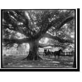 thumbnail image 2 of Historic Framed Print, The Mammoth oak at Pass Christian, Miss. - 2, 17-7/8" x 21-7/8", 2 of 9