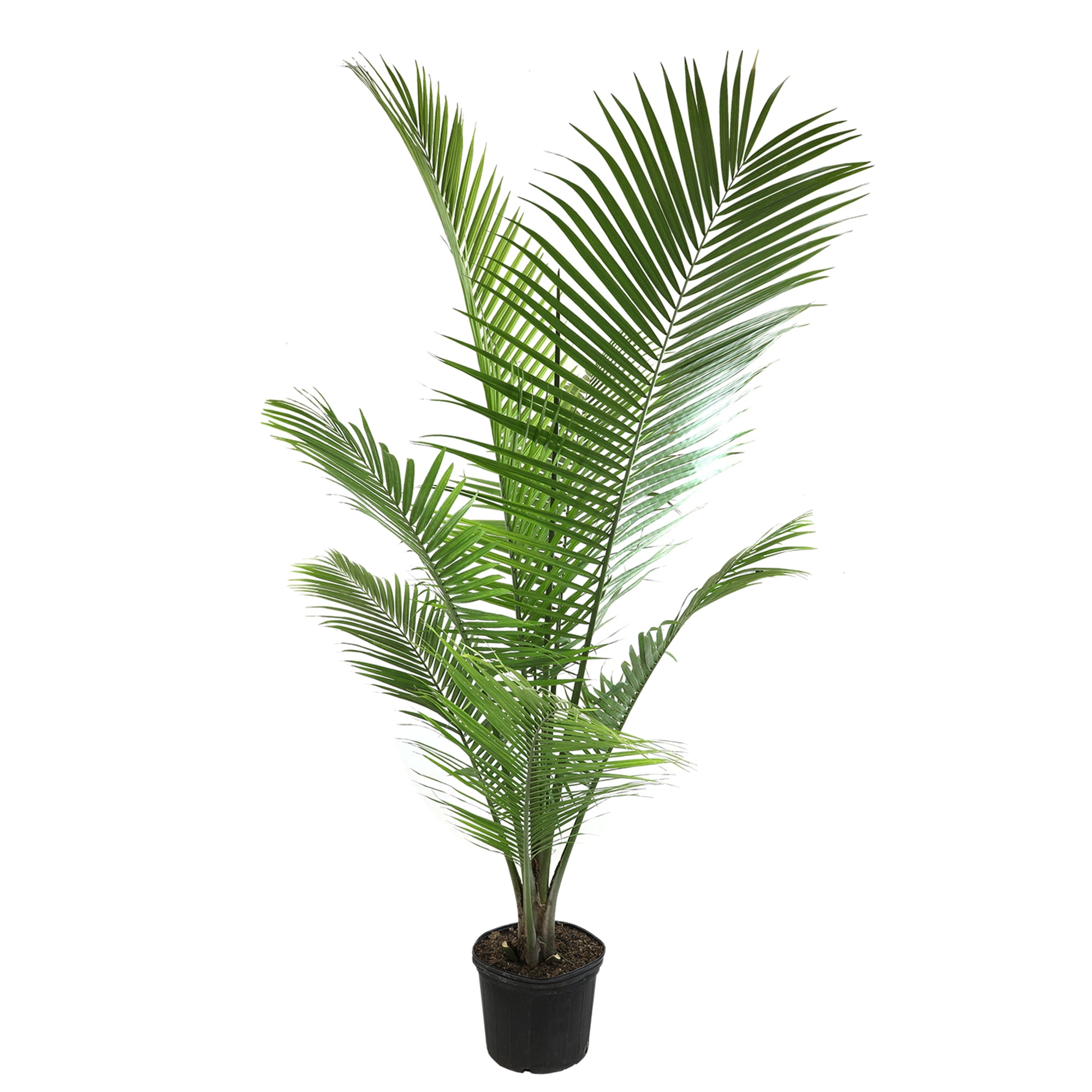 Element Large Majesty Palm Floor Plant in 10" Pot, Air Purifying Tropical Houseplant